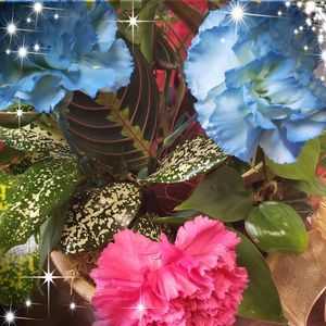 Meet your Posher, Anne